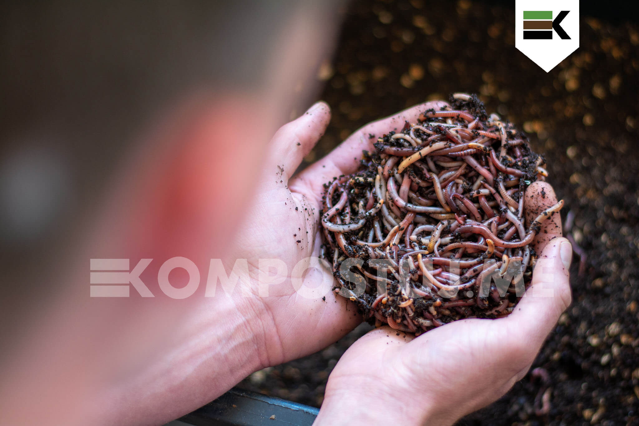 Kalifornské dážďovky predaj a cena